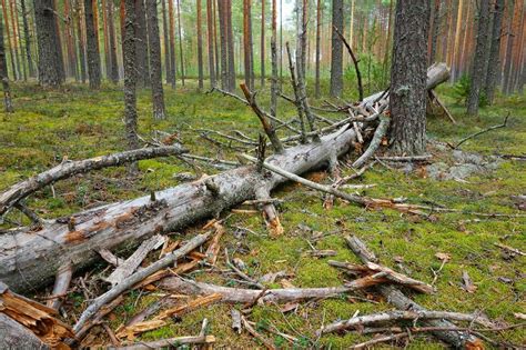 Ограничения при пилении валежника в лесу