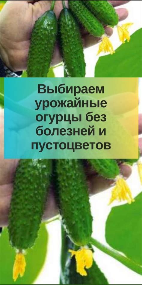 Огурцы выбираем зеленые без гнили и пятен