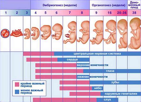 Один месяц после родов: оптимальный срок