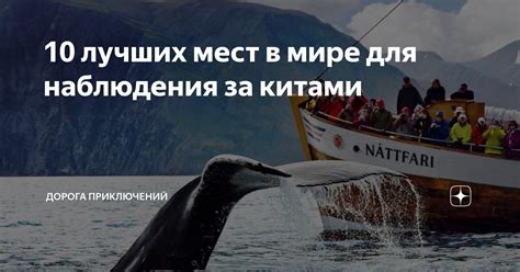 Оживляющее происшествие: сезоны наблюдения за китами
