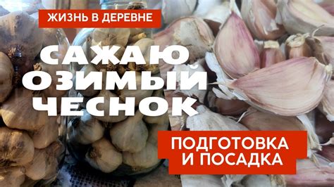 Озимый чеснок: подготовка к посадке