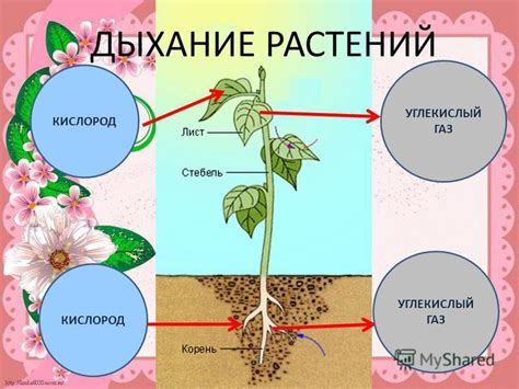 Окислительное дыхание растений