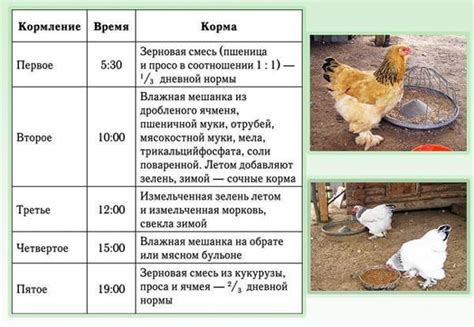 Окончание периода кормления цыплят