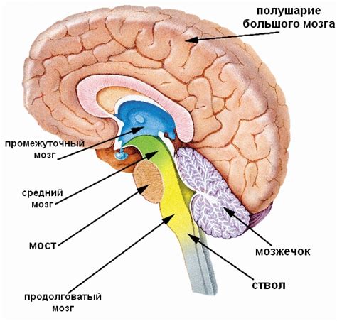 Окончательное формирование структур стволовой части головного мозга