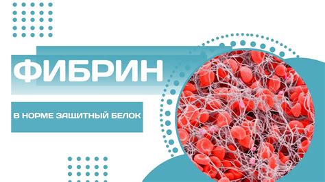 Опасности и побочные эффекты от избытка белка