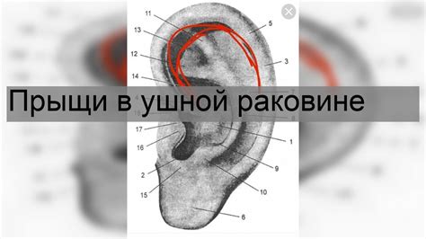Опасности и риски прокалывания прыща в ушной раковине