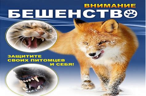 Опасность бешенства для животных и людей
