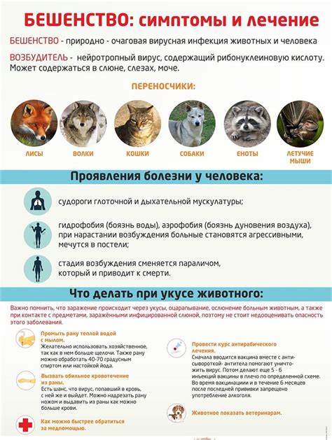 Опасность заражения бешенством