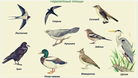 Опасность перекорма и выбор птиц