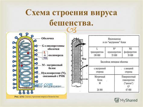 Описание истории открытия вируса бешенства