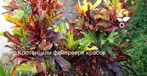 Описание кротона