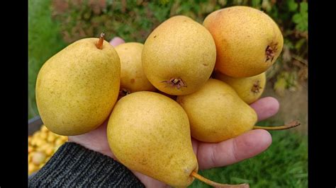 Описание сорта груши Чижовская