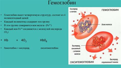 Описание структуры и функции гемоглобина