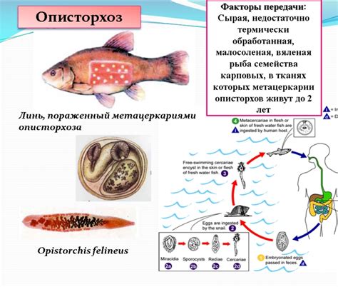 Описторхоз и его последствия для рыболовства