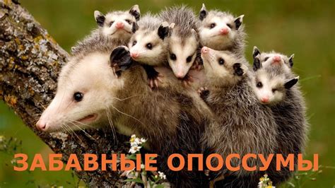 Опоссумы: интересные факты о ночных обитателях