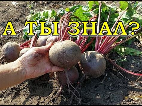 Определение готовности свеклы