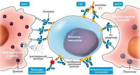 Определение и механизм действия