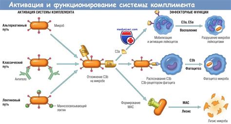 Определение и функционирование шруса