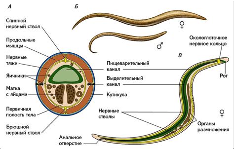 Определение круглых червей: черты и особенности