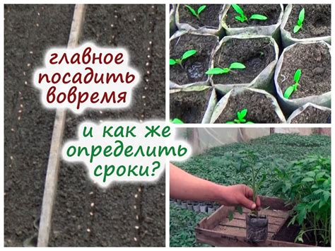 Определение оптимального срока для посадки осенней выкопанной сосны