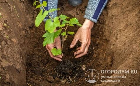 Определение оптимального срока посадки сельдерея осенью