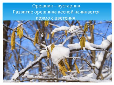 Определение периода цветения орешника