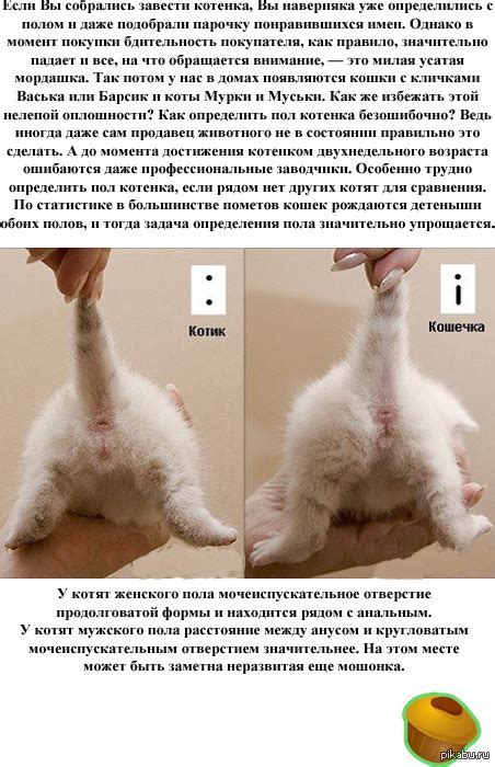 Определение пола котенка после рождения: методы и признаки