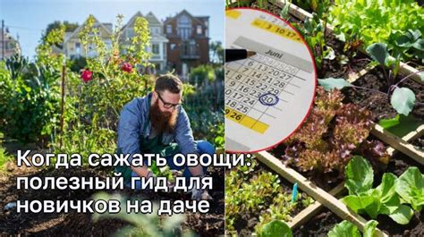 Определите оптимальное время для посадки сельдерея