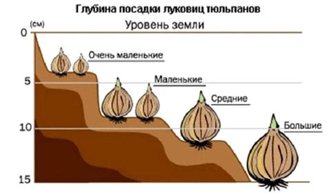 Оптимальная глубина пересадки тюльпанов в Сибири