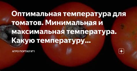 Оптимальная температура для огурцов в Приморском крае