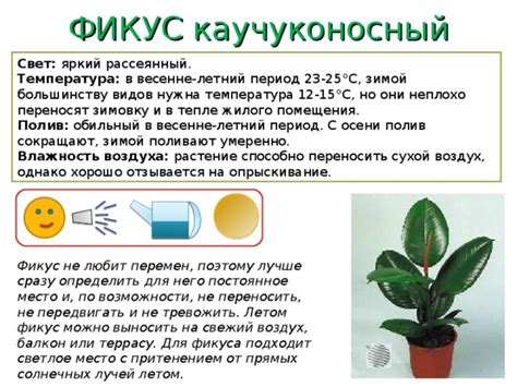 Оптимальная температура для фикуса в тени