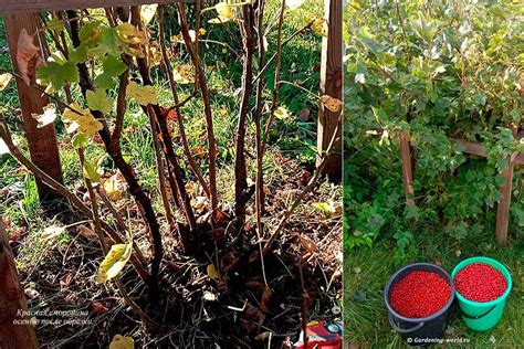Оптимальное время для обрезки красной смородины осенью