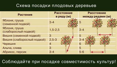 Оптимальное время для посадки клена из леса на участок