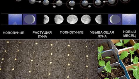 Оптимальное время для посадки мелколуковичных