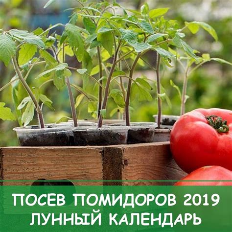 Оптимальное время для посадки рассады помидор в открытый грунт