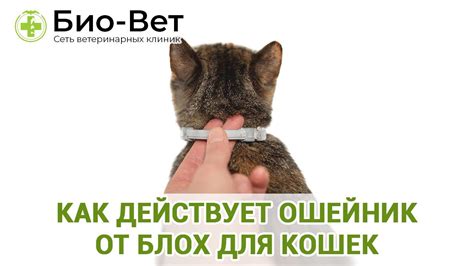Оптимальное время для снятия ошейника от блох у кошки