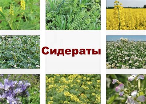 Оптимальное время для уборки сидератов в саду