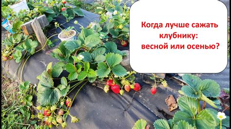 Оптимальное время для укрывания клубники