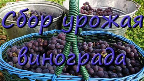 Оптимальное время сбора винограда Изабелла