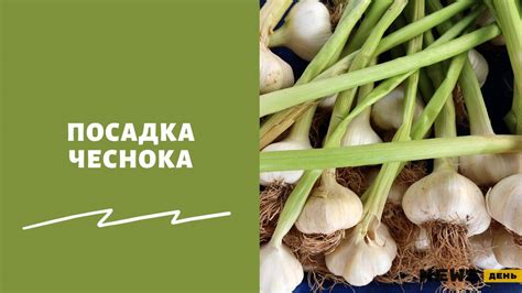 Оптимальное количество чеснока в супе для ребенка