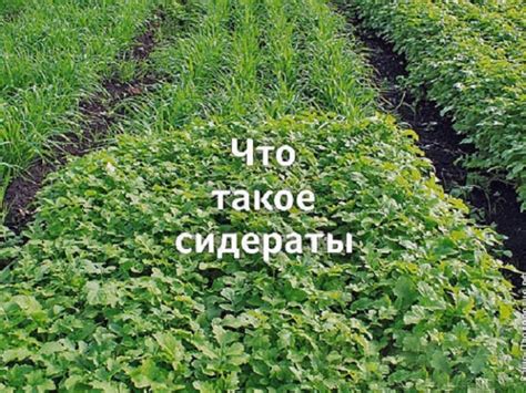Оптимальные сидераты для посева весной