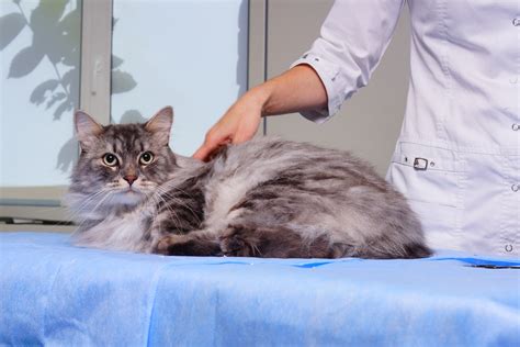 Оптимальные сроки для кастрации кота