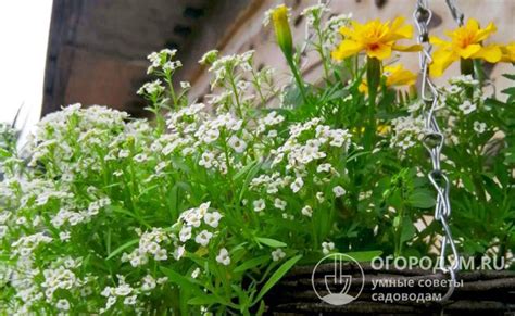 Оптимальные сроки для посева алиссума на рассаду