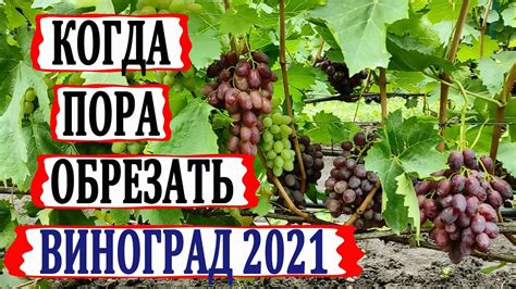 Оптимальные сроки обрезки