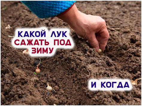 Оптимальные сроки посадки лука для разных регионов