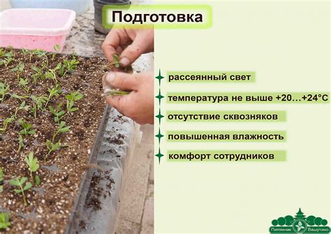 Оптимальные условия для черенкования