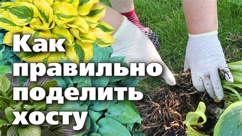 Оптимальный выбор времени для деления хосты