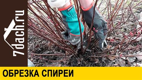 Оптимальный момент для пересадки спиреи весной