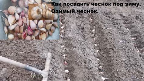 Оптимальный момент для посадки озимого чеснока весной
