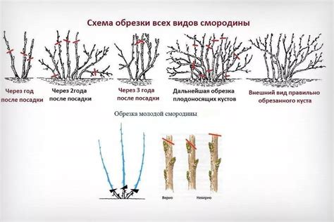 Оптимальный период для подстрижки кустов смородины осенью